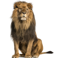 Stress: 10 Strategies for the Lion at Your Door