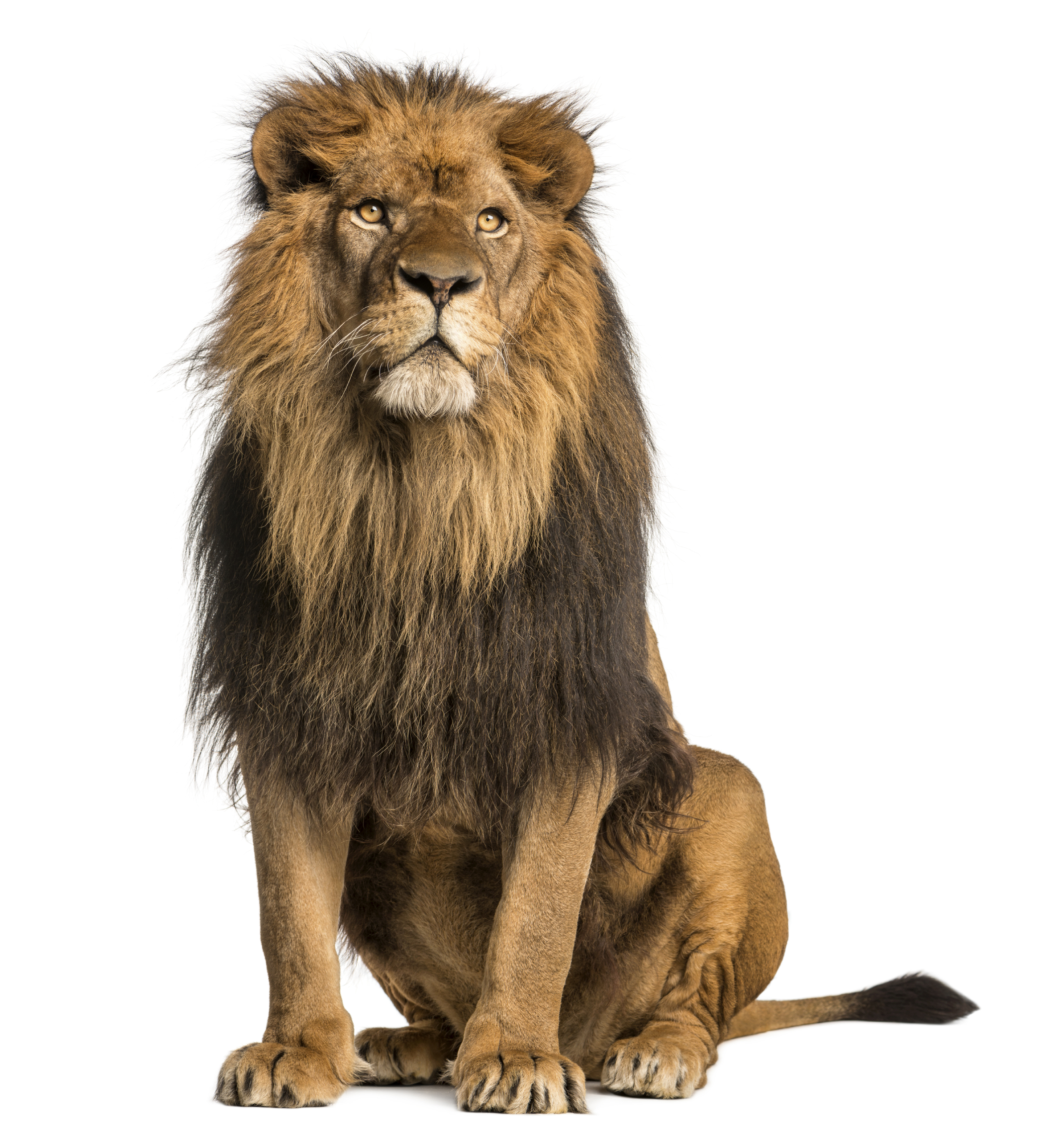 Stress: 10 Strategies for the Lion at Your Door - TLS Learning